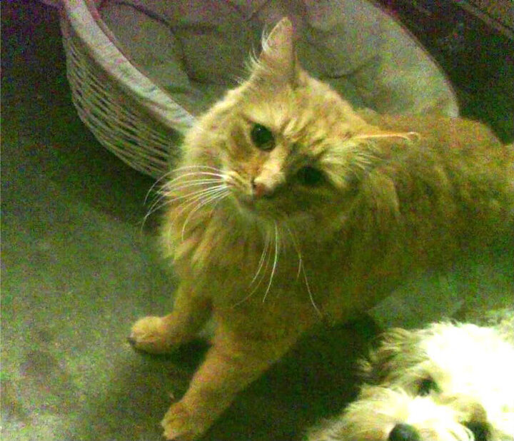 九游登录中心-传奇科比：用一生的努力诠释“冠军精神”！，科比 致敬