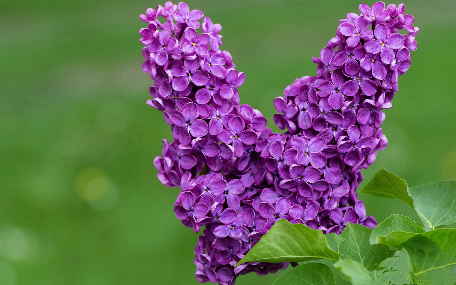 九游体育官网首页-托特纳姆热刺官宣新援，望冲击欧冠席位，托特纳姆热刺主力